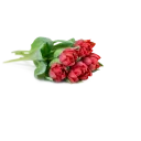 Tulipány plnokvěté na přání